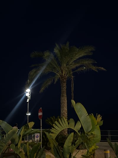 At night in Ospedaletti, Italy, a palm tree stands tall against a dark sky, its fronds illuminated by a nearby streetlamp. In the foreground, lush green foliage, likely from Strelitzia plants, frames the scene. A street sign indicating "No Entry" with a red circle and horizontal white bar is visible to the right of the palm tree. Another sign below it appears to be a parking restriction sign. A person is walking in the background, and a metal railing lines the perimeter of an elevated walkway or promenade. The ground is paved with interlocking stones.
