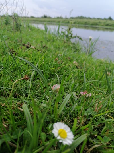 A close-up, low-angle shot captures a grassy embankment next to a body of water under an overcast sky. In the foreground, a single white daisy with a yellow center is in sharp focus, its petals slightly blurred. Surrounding the daisy are blades of green grass and a few small, pink clover flowers. In the background, the water's surface reflects the muted tones of the sky, and beyond the water, a line of green vegetation forms the horizon. The scene appears to be located in a natural setting, possibly a park or the edge of a rural area, consistent with the description of Krasnoluka, Ukraine, which is characterized by its natural landscapes and proximity to water. No people or animals are visible in the image.