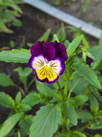 A close-up, vertical, eye-level shot captures a vibrantly colored pansy flower in bloom. The flower features deep purple petals that fade to white at the center, with striking yellow stripes radiating from the innermost part. The pansy is surrounded by lush green foliage, with hints of dark soil visible in the blurred background. A metal pipe or similar object runs horizontally through the upper portion of the frame, also out of focus. The scene appears to be outdoors, possibly in a garden, with no people or animals present. The lighting is natural and diffused, highlighting the delicate details of the flower. The location of Petrushenko, Russia, is not discernible from the image itself.
