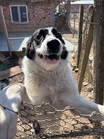This image, captured in Komarevo, Bulgaria, depicts a large, black and white dog standing on its hind legs, with its front paws resting on a chain-link fence. The dog's body is predominantly white, with black fur covering its head and ears. Its mouth is slightly agape, revealing teeth and pink gums, suggesting vocalization or an active state. Its eyes are directed slightly upward and to the right of the frame. The chain-link fence, showing signs of weathering and potential rust, spans the lower and mid-ground, separating the primary subject from the background. In the lower-left foreground, partially obscured by the fence, is the white fur and a leg of a second, lighter-colored dog. The background features a red-brick building with a white-framed window on the left. To the right, two concrete fence posts are visible, supporting additional fencing. The ground is composed of dry soil and sparse debris. The scene is illuminated by bright, direct sunlight, indicating an outdoor, daytime setting.