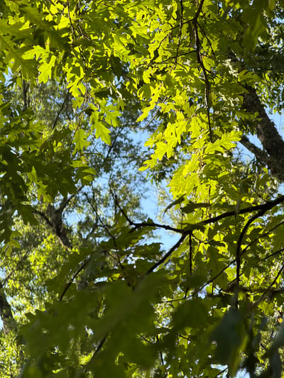 The image is a low-angle shot looking up through the canopy of a deciduous tree, likely an oak, in Castelnuovo dei Sabbioni, Italy. The leaves are a vibrant green and are backlit by the sun, creating a dappled effect and casting shadows. The sky is a clear blue. Branches of the tree are visible, some dark and textured, others thinner and lighter. In the background, other trees and foliage are discernible, creating a sense of depth and a forest-like environment. The focus is on the leaves and branches in the foreground, with the background slightly blurred. There are no people or animals visible in the image. The scene conveys a sense of natural beauty and the warmth of a sunny day.