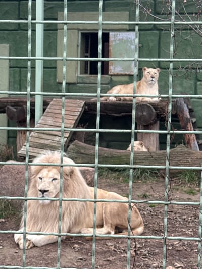 An outdoor zoo enclosure in Demydiv, Ukraine, is observed through a green metal mesh fence that covers the entire foreground. Three lions are visible within the enclosure. In the lower-left to mid-bottom of the frame, a large, light-colored male lion with a prominent mane is lying on a dirt surface, oriented to the left with its eyes appearing partially closed. Directly behind and elevated, a light-colored lioness is reclining on a wooden platform supported by logs, facing forward with its gaze directed slightly to the right. To the right of the platform and behind a large horizontal log, the head of a third light-colored lion is partially visible, also appearing to be resting. The background features a green-painted building with a textured facade, an open window with bars, and a closed, weathered lighter-colored shutter. The ground consists of dirt with sparse dry vegetation and some fallen leaves.