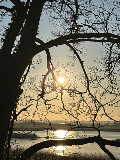 The image depicts a rural landscape within Broadland, United Kingdom, at either sunrise or sunset. The foreground is dominated by the intricate silhouette of a large, deciduous tree, its numerous bare branches extending across the frame and creating a natural archway. A thick, dark tree trunk, partially covered in ivy, is visible on the far left. The sky transitions from a light blue at the top to a warm golden-orange haze near the horizon. A bright, circular, yellow-orange sun is prominently positioned in the upper-mid right quadrant, its rays visible through the gaps in the leafless branches. Below the horizon, a wide body of water, likely a river or lake, reflects the sun's light as a distinct, shimmering vertical column. In the far background, a low-lying, flat landmass, consistent with agricultural fields, is dimly visible. There are no individuals, specific man-made structures, or explicit actions depicted in the scene.