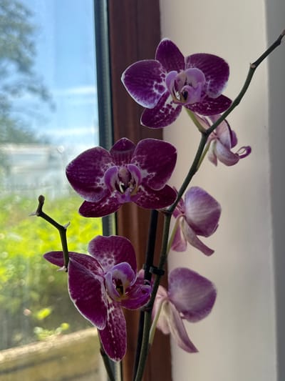 A close-up vertical shot showcases a blooming orchid with vibrant purple petals speckled with white. The orchid is positioned in front of a window, with a blurred background of greenery and a blue sky. The scene appears to be indoors, possibly in a home or a greenhouse, located in the city of Veselina, Bulgaria. The orchid's delicate structure and rich colors are the primary focus, with the natural light filtering through the window enhancing its beauty. No people or animals are visible in the image.