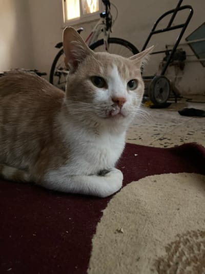 The image captures an orange and white domestic cat resting indoors in Sidi Chahmi, Algeria. The cat occupies the foreground, positioned on a maroon rug featuring a prominent cream-colored, semi-circular design. Its front paws are tucked beneath its chest. The cat exhibits an orange-brown coloration on its back, head, and tail, with white fur covering its face, chest, and underside. It possesses green eyes, a pink nose, and a discernible dark lesion or scab-like discoloration on its upper lip and philtrum area. The rug shows scattered light and dark particulate debris. In the midground and background, a light-colored floor and wall are visible. A white bicycle with black tires stands against the wall to the left of the cat's head. To the right of the bicycle, a black metal hand truck with two large wheels is present. Natural light illuminates the scene from a window located high on the wall in the upper left background.