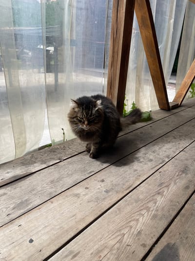 A medium shot captures a fluffy brown tabby cat on a weathered wooden deck adjacent to a structure with translucent, possibly plastic sheeting, potentially a greenhouse or enclosed porch. The deck is constructed of light-colored, aged wooden planks with visible grain and occasional dark spots. A portion of a wooden frame is visible to the left, suggesting a structural element of the enclosure. The cat is positioned near the edge of the deck, with its tail partially extending beyond. The environment outside the structure is blurry, with hints of green vegetation. Based on the geotag, the image was taken in Картмазово, Russia.