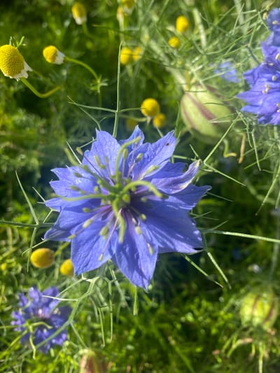 The image depicts a close-up, vertical shot of a blue nigella flower in a garden. The flower is in focus and its delicate blue petals, thin green stamens, and light purple center are clearly visible. Tiny water droplets glisten on the petals. Surrounding the central flower are out-of-focus elements including other nigella flowers, seed pods, and green foliage. The background is a blur of green, suggesting a natural, outdoor setting. Several small yellow buds, possibly from chamomile flowers, are also scattered throughout the scene. The lighting suggests it is daytime, with sunlight illuminating the blossoms. The overall impression is of a peaceful, natural garden in Vălcineț, Moldova.
