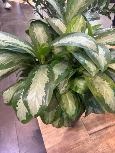 A large, variegated Dieffenbachia plant with broad, dark green leaves splashed with creamy white is showcased from a top-down perspective in an indoor setting. The plant is in a dark brown planter. The background consists of a tiled floor, with some tiles being a muted purple-grey and others a light brown wood grain pattern. In the upper left corner, a person wearing white sneakers and dark pants is visible, walking on the tiled floor. The lighting appears to be artificial, casting soft shadows. The scene is located in Bubuieci, Moldova.
