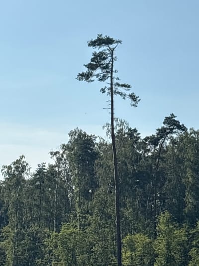 A tall, slender pine tree stands prominently against a clear blue sky in Żurawiniec, Poland. Its branches, laden with dark green needles, extend outwards, with some bending downwards. Behind the lone pine, a dense forest of deciduous trees forms a lush green backdrop, their varied textures suggesting a mix of species. The overall scene conveys a sense of nature's quiet strength and the beauty of a sunlit day.