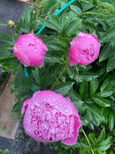 A close-up, high-angle shot captures three pink peony flowers in the rain, with water droplets clinging to their petals. The flowers are lush and full, with some buds still closed. Lush green foliage surrounds the blooms, creating a vibrant contrast. A hint of a teal-colored support stake can be seen in the background. The scene appears to be outdoors, possibly in a garden or natural setting within the village of Maloye Verevo, Russia. The overall impression is one of natural beauty enhanced by the rain.