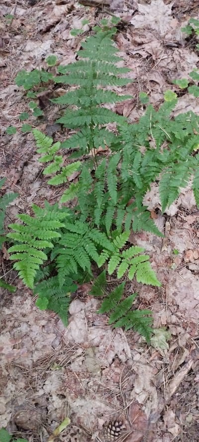 The image is a close-up, high-angle shot of a patch of ferns growing on the forest floor in Лунненскі сельскі Савет, Belarus. The ground is covered with a thick layer of fallen leaves, pine needles, and twigs. The ferns are vibrant green, with delicate fronds. There are no people or animals visible in the image. The overall scene depicts a natural, undisturbed environment.