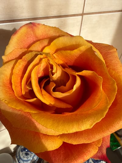 A close-up shot captures the intricate, layered petals of an orange and yellow rose. The flower dominates the frame, its velvety texture and vibrant gradient of colors drawing the viewer's eye inward towards its tightly wound center. Subtle hints of red are visible along the edges of some petals, adding depth to the warm palette. The rose is positioned on a tiled surface, with thin grout lines suggesting a kitchen or bathroom setting. To the right, out of focus, are glimpses of other objects, including what appears to be a small decorative plate with a blue and white pattern. The lighting suggests an indoor environment, possibly with natural light contributing to the warm glow of the petals. The overall impression is one of natural beauty and delicate detail, with no people or specific events depicted. The setting appears to be domestic, in Rudamina, Lithuania. There is no visible text.