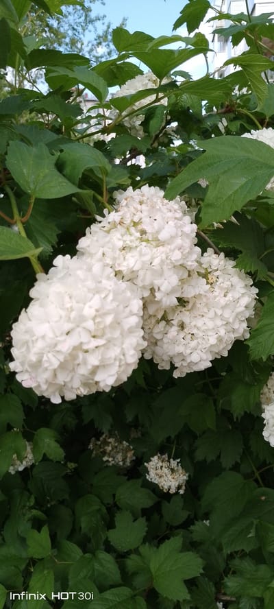 The image shows a close-up of white snowball viburnum flowers and green leaves. The flowers are spherical clusters of small white petals, with some appearing slightly pinkish at the edges. The leaves are large, serrated, and a vibrant green. The background is out of focus, showing hints of a blue sky with some trees and buildings. The bottom left corner of the image contains a watermark that reads "Infinix HOT 30i". The scene appears to be outdoors, likely in a garden or park setting. The location is specified as Kedrovy, Russia, though there are no direct visual cues in the image to confirm this specific location. There are no people or animals visible in the image.