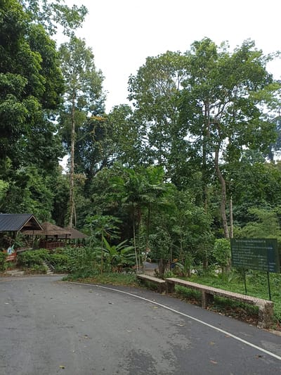 The image presents a tranquil, natural scene in Khok Kloi, Thailand, featuring a paved road leading into a dense tropical forest. The road, covered with scattered dry leaves, curves slightly to the left in the foreground.

On the left side of the road, amidst abundant greenery, are two wooden structures with dark roofs; one appears to be a simple shelter, and the other a more elaborate gazebo-style building, possibly an outdoor restaurant. A small green sign near the road on the left displays a leaf logo and partially visible Thai text "บางกอก" (Bangkok) and "restaurant" in English.

The background is dominated by a lush canopy of tall, verdant trees and thick tropical vegetation, including palm trees and climbing vines. Several exceptionally tall tree trunks rise prominently, reaching towards a bright, overcast sky, indicating daytime conditions with diffused light.

On the right side of the road, a long, low concrete bench with a mosaic-like pattern sits along the roadside. Behind it stands a large, dark green sign with extensive Thai text. OCR analysis reveals this sign pertains to a construction project, detailing information such as a project name, a date (Buddhist year 2556), a duration of 110 days, a cost of 1,960,000.00, and lists of officials or committee members.

The scene is devoid of people, conveying a sense of peaceful solitude in a rich natural environment, likely an entry point to a park or a scenic route.