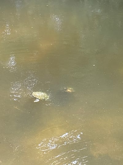 The image shows two small turtles swimming in murky, greenish-brown water. One turtle is on the left, closer to the foreground, with its shell clearly visible and a leg extended. The second turtle is to the right of the first, slightly further away and partially submerged, with its head and shell visible. The water surface has some ripples and small white specks, possibly debris or air bubbles. The scene appears to be a natural body of water, such as a pond or canal. The specific location within Delray Beach, United States, cannot be determined from the image alone.