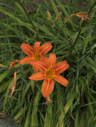 This is a close-up, top-down view of two vibrant orange daylilies blooming amidst a backdrop of lush green foliage. The flowers, with their six ruffled petals and prominent stamens, are the primary subjects. One flower is slightly above and to the left of the other. Several unopened flower buds and a dried, wilting flower are also visible on the stems to the left and right of the blooming flowers. The surrounding environment is a dense tangle of long, sword-like green leaves, typical of a garden or naturalized planting. The lighting suggests an outdoor setting, likely during daylight hours. There are no people or animals in the image. The image does not contain any visual cues to indicate the location of Perliavka, Ukraine.