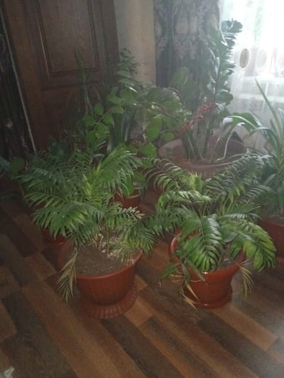 The image shows a collection of houseplants in terracotta pots arranged on a wooden floor. The plants vary in size and type, with some featuring broad, glossy leaves and others delicate, feathery foliage. One prominent plant in the foreground has lush green leaves that fan out from its center. Behind it, other plants create a dense, verdant backdrop. The scene appears to be indoors, likely a living room or a sunroom, given the presence of houseplants and a window with a curtain in the background, suggesting it might be daytime. The lighting is somewhat dim, with light filtering through the curtain. The overall impression is one of a cozy, indoor garden space. There is no visible text in the image. The location context of Novokayakent, Russia, does not provide specific visual cues that can be independently verified from the image itself, beyond the general domestic indoor setting.
