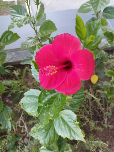 A close-up shot of a vibrant pink hibiscus flower is centered in the frame, its petals unfurled. The flower's stamen, tipped with yellow, extends from its center. Several small, dark ants are visible on the petals and near the stamen. The flower is surrounded by lush green leaves, some of which show signs of minor damage. In the background, the soil is visible, along with sparse vegetation and a blurred gray structure. The scene appears to be an outdoor garden or park setting. The metadata does not specify the exact location within Zarafshan, Uzbekistan.