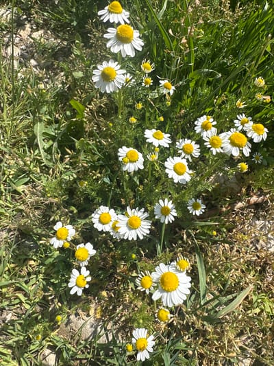 The image depicts a patch of daisies growing amongst grass and dried vegetation. The daisies have white petals and yellow centers. The scene is brightly lit, suggesting it is daytime. The location is unspecified; there is no information in the image to definitively place it in Boryana, Bulgaria. No people, specific actions, or interactions are visible. The environment appears to be a natural, uncultivated area.