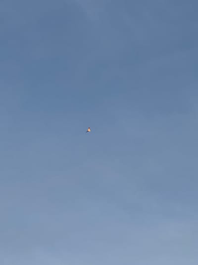 A single parrot is captured mid-flight against a clear, pale blue sky. The bird, with its wings outstretched, displays vibrant orange and yellow plumage, contrasting against the uniform backdrop. The image appears to be taken from a ground-level perspective, looking upwards towards the expansive sky. The parrot is positioned in the lower right quadrant of the frame, appearing as a small, colorful speck in the vast expanse of the sky. The overall impression is one of freedom and natural beauty. There are no discernible landmarks or structures to indicate a specific location within Višnjevo, Montenegro.