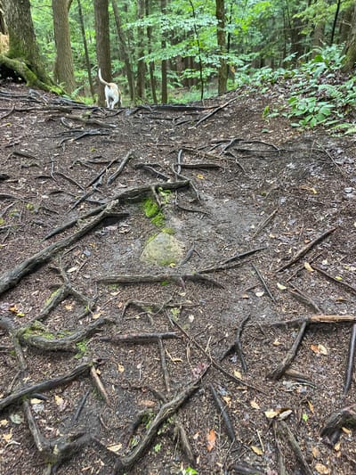 The image depicts a forest floor with exposed tree roots, leaves, and dirt. A light-colored dog is visible in the background, running on a path through the trees. The forest appears dense, with a canopy of green leaves overhead. The ground is uneven, covered in a mixture of soil, fallen leaves, and gnarled tree roots. A single, moss-covered rock is present in the center of the frame. The overall scene suggests a natural, outdoor environment, likely a wooded trail. There is no visible text in the image. The lighting and foliage suggest it might be daytime.