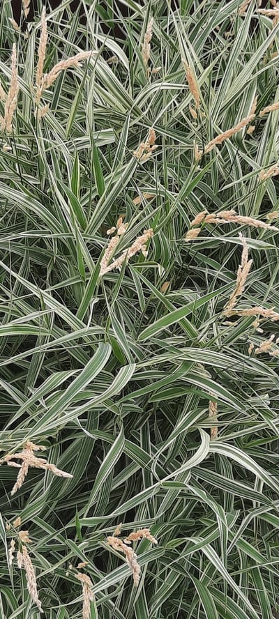 The image is a close-up, overhead view of a patch of ornamental grass. The grass has long, slender leaves that are variegated with green and white stripes. Some of the grass stalks have feathery, light-brown seed heads. The foliage is dense, with many leaves overlapping and intertwined, creating a textured pattern. The background is dark, suggesting the shade of the grass itself or a darker area within the plant. The lighting appears to be natural and even, indicating it was taken during daylight hours. There are no people or other objects visible, and no text is present. The image captures a natural, botanical scene. Given the location context of Bocani, Moldova, this could be a garden or a natural area within that region. The overall impression is one of lush, verdant growth.