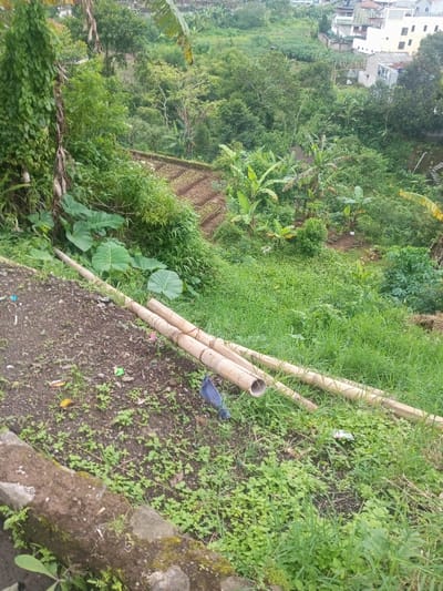 The image displays a downward-sloping landscape in Bhupalpally, India. The foreground consists of a dirt ground surface partially covered with sparse green vegetation and scattered debris, including small pieces of plastic. A moss-covered concrete or stone border, possibly a retaining wall, runs along the lower left. Two light-brown bamboo poles, hollow at their visible ends, lie horizontally across the dirt and vegetated incline. The midground features a steep slope densely covered with lush green foliage, including large-leafed plants, climbing vines, and various trees. Below this dense vegetation, terraced agricultural plots with discernible rows of young green crops are evident. Numerous banana trees with prominent broad leaves are interspersed within the greenery further down the slope. The background reveals a cluster of residential buildings, characterized by light-colored walls and varied rooflines, indicating a settlement. No individuals are present in the scene. The overall lighting suggests an overcast or hazy sky.