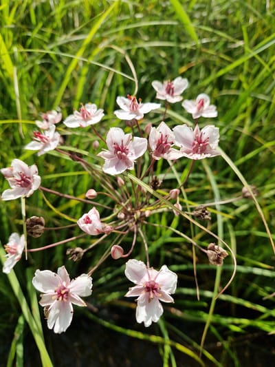 The image shows a close-up of a cluster of pink and white flowers with thin, dark stems, surrounded by lush green grass. The flowers have delicate petals and prominent, dark pink centers with visible stamens. Some buds and seed pods are also present on the plant. The background is a blur of green, indicating a natural, outdoor setting. Based on the provided information, this scene is located in Viesīte, Latvia.