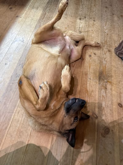 A tan and black dog is lying on its back on a wooden floor, with its paws in the air. The dog appears to be relaxed or playful. The floor is made of light-colored wood planks, with visible grain patterns and knots. There is a shadow cast on the floor to the left of the dog, suggesting a light source from that direction. A small, dark brown object is partially visible in the upper right corner of the image. The scene is indoors, likely in a home or a building with a wooden floor.