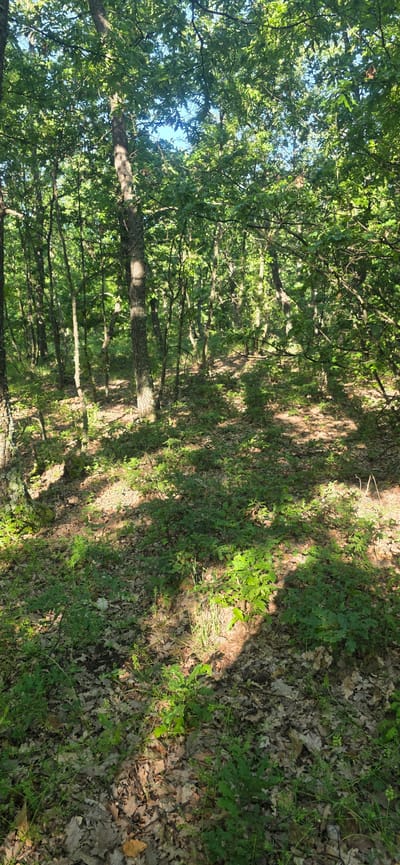 The image shows a sun-dappled forest floor in Podvis, Bulgaria. The ground is covered in fallen leaves and scattered green plants. Sunlight filters through the dense canopy of trees, creating contrasting areas of light and shadow. The trunks of the trees are visible in the background.