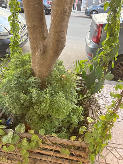 A close-up view shows a tree trunk with lush green foliage surrounding its base. The tree is planted in a wooden planter box made of horizontal slats. A prickly pear cactus with flat, green pads grows on the right side of the planter, entwined with vines. In the background, parked cars are visible on a paved street. The scene appears to be on a sidewalk in Victoria, Morocco, suggested by the presence of cars and buildings typical of a city environment. The lighting suggests it is daytime.