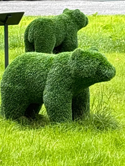 The image shows two topiary sculptures of bears in a grassy area. The larger bear is in the foreground, facing to the right. The smaller bear is behind and to the left of the larger bear, also facing to the right. The sculptures are made of green foliage and are positioned on a bright green lawn with some tall grass. In the background, there is a grey, textured surface, possibly asphalt or a similar paved area. To the left of the larger bear, a black pole supports a flat, dark rectangular object, likely a sign or plaque. The scene appears to be outdoors, possibly in a park or garden in Павловская Слобода, Russia.