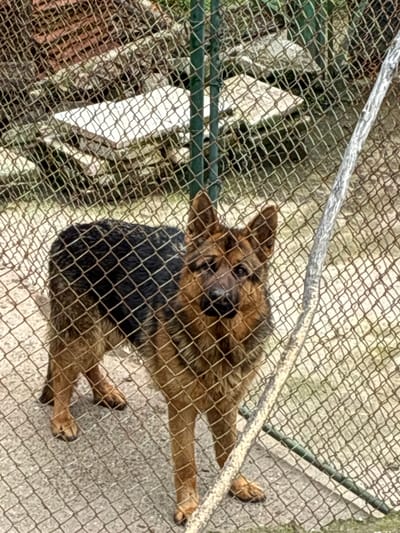 A medium-sized German Shepherd dog is lying down behind a chain link fence. The dog is tan and black, and its head is oriented toward the viewer. The background behind the fence is out of focus and shows a gray, concrete surface and green vegetation. The location is identified as Bokilovtsi, Bulgaria.