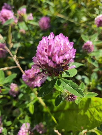 The media file is a close-up photograph of a cluster of pink clover flowers in a natural setting. The foreground is dominated by a large, partially bloomed pink clover flower with intricate petals. Surrounding it are several other clover flower heads in various stages of bloom, some appearing more intensely pink, while others are a deeper purplish-pink. Green clover leaves with visible veins are scattered throughout the frame, some showing small holes. In the background, more clover flowers and lush green foliage are visible, rendered in a soft, out-of-focus bokeh. The lighting suggests it is daytime, likely sunny, casting gentle shadows. The overall impression is one of a vibrant, natural meadow or field. The location context indicates this scene is in Dorozhnyy, Russia. There is no visible text in the image.