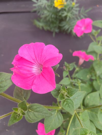 A close-up, eye-level shot focuses on a vibrant pink petunia flower in the foreground, its delicate petals unfurling. The flower is positioned slightly to the left of center, with its stamens visible at the center of the bloom. Several green leaves, some fuzzy with fine hairs, surround the flower. In the background, out of focus, another pink petunia is visible, along with a hint of yellow and green foliage and a dark, textured surface that could be ground cover or a wooden deck. The scene is likely a garden setting in Kalachevo, Russia.