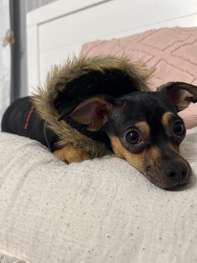 A small black and tan dog wearing a fur-trimmed jacket is lying on its side on a white, textured surface, possibly a bed or blanket. The dog's large, dark eyes are looking up towards the viewer. A light pink fuzzy object is visible in the background to the left of the dog. The dog's coat has a faux fur trim around the face and neck, and a small label is visible on the jacket itself.