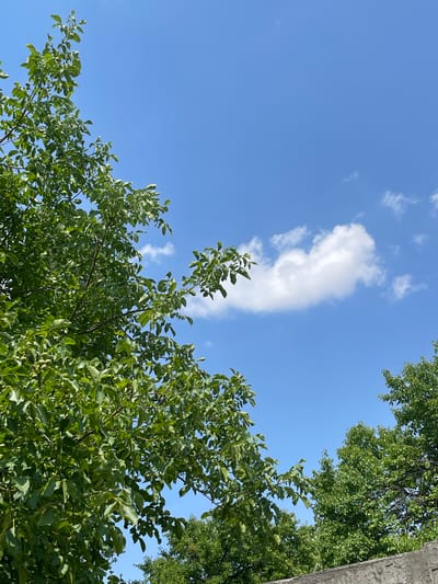 This is a low-angle, full shot of a clear blue sky with a few white clouds. The top left of the frame is dominated by the lush green foliage of a deciduous tree, possibly a walnut tree, with visible branches, leaves, and clusters of small, green fruits. The branches extend downwards and across the frame. To the right of this tree, a distinct, fluffy white cloud is positioned in the middle ground of the sky. Further to the right and in the lower portion of the frame, the dense green canopy of another deciduous tree is visible, its branches reaching upwards. At the very bottom of the image, a textured, light gray concrete structure runs horizontally, partially obscuring the bases of the trees. The scene appears to be outdoors, likely in a natural or semi-urban environment with ample greenery, and is characteristic of a sunny day in Bujum, Kyrgyzstan. No people or active interactions are depicted.