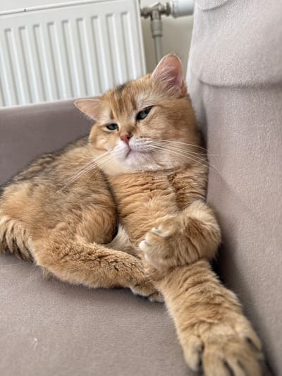 A golden-brown cat with teal eyes is lying on a beige sofa. The cat is positioned on its side, with its front paws crossed over its chest. Its head is tilted slightly, and its gaze is directed upwards and to the left. The background shows a white radiator and a pipe on a wall. The image was taken indoors. The location in the city of Dagonovo, Bulgaria is not evident from the image.