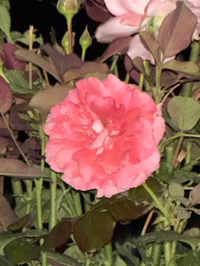 A close-up, dimly lit photograph features a cluster of pink roses, with one fully bloomed rose prominently in the center. The petals of the central rose are a vibrant coral pink, with some appearing lighter and more delicate towards the core, suggesting a fluffy, multilayered texture. Surrounding the central bloom are several unopened rosebuds, their green casings hinting at future flowers. The leaves of the rose bush are a mix of deep green and reddish-brown, some appearing slightly wilted or aged. The background is dark and blurred, creating a bokeh effect that isolates the roses. The overall impression is one of natural beauty, possibly captured in the evening or under artificial lighting, given the low light conditions and deep shadows. There is no visible text in the image. The setting appears to be a garden or a natural outdoor environment, fitting for the lushness of the roses. The focus is entirely on the floral subjects, emphasizing their texture and color.