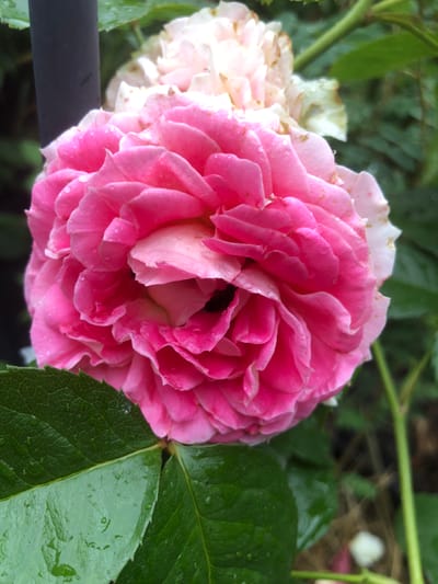 A close-up, vertical, eye-level shot features a pink rose in bloom, its petals densely layered and covered with tiny water droplets, suggesting recent rain. To the left of the rose, a portion of a dark, cylindrical object, possibly a metal stake, is visible. In the background, the out-of-focus greenery of a garden is apparent, with hints of lighter-colored rose blooms. A few dark green, textured leaves with water droplets are in the foreground, partially obscuring the lower part of the rose. The overall scene evokes a natural setting, likely a garden in Radomyshl, Ukraine.