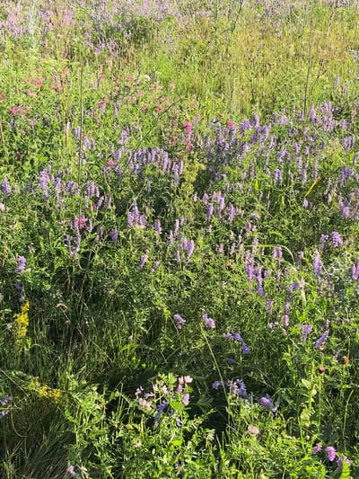 The image displays a dense field of wildflowers in Karaiganovo, Russia. The dominant flora consists of numerous purple flowers with elongated, clustered blossoms, interspersed with smaller pink and some yellow wildflowers. Tall green grasses and stalks of varying lengths create a rich, textured environment. The lighting suggests it is daytime, with shadows indicating a sunny or partly sunny sky. No people, animals, or man-made structures are visible. The scene is a natural landscape.