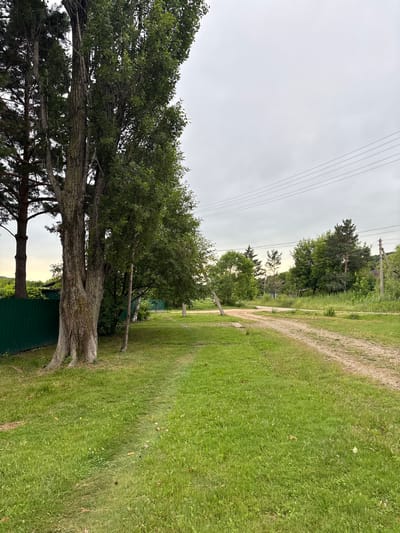 The image depicts a dirt road curving through a grassy area, bordered by trees and under a cloudy sky. On the left, a tall, thick tree with textured bark is prominent, positioned next to a green metal fence. Behind the tree, more trees and greenery are visible, along with glimpses of structures. The road itself is made of light-colored dirt and shows tire tracks. In the background, several houses with roofs are partially obscured by trees. Overhead, power lines are strung across the sky. The scene appears to be in a rural or semi-rural setting, likely Siniy Gay, Russia. The overall impression is one of a quiet, overcast day in a natural environment with signs of human habitation.