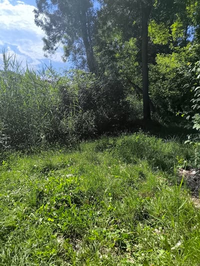 The image depicts an overgrown grassy area in Chézenas, France. Tall reeds and bushes cover the midground, transitioning into a darker wooded section with trees. The foreground features a mix of grasses, clover, and weeds. The sky is visible through the trees, revealing a partly cloudy day. There is no visible human activity or evidence of recent maintenance.