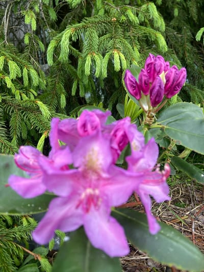 The image shows purple rhododendron flowers in bloom. The flowers are set against a backdrop of green pine needles and some broad green leaves. There is also some bare ground visible in the background. The location in Kostiunino, Russia is assumed based on the prompt. No people, actions, or interactions are visible.