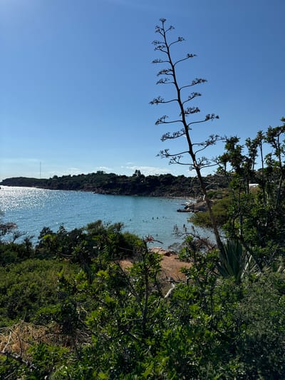 This image depicts a scenic coastal view of a bay in Vouliagmeni, Greece, under a clear blue sky. In the foreground, lush green vegetation, including dense bushes and a tall, dried agave stalk with its branching flower stalk reaching towards the sky, partially obscures the view. The middle ground features a calm, turquoise sea dotted with several people swimming and enjoying the water. The shoreline of the bay is lined with a sandy beach and further vegetation. In the background, rolling hills covered in greenery and trees form the perimeter of the bay. The sun glints brightly off the surface of the water, creating a sparkling effect. A faint white building can be seen on the far hillside.