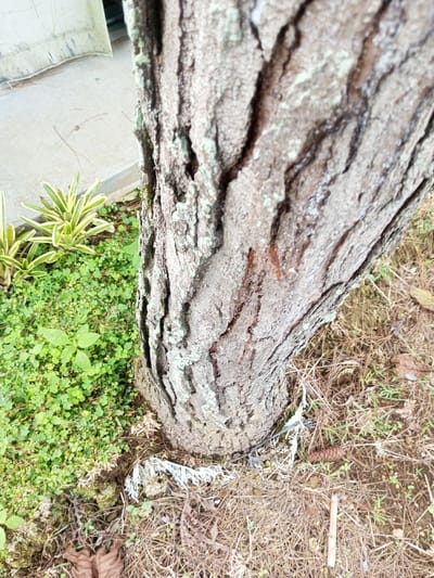 The scene, located in Abbireddygudem, India, displays a close-up, low-angle perspective of a tree trunk and its immediate surroundings. The dominant subject is a tree trunk, positioned on the right, featuring rough, grey-brown bark with deep vertical fissures and patches of light green lichen. At the base of the trunk, tangled white fibrous material, resembling plastic, and a dark wire are embedded within dry ground cover. This ground cover primarily consists of reddish-brown pine needles, desiccated leaves, and a single pinecone. To the left of the tree trunk, a verdant area of ground cover is visible, comprising numerous small-leafed plants and several larger plants with variegated yellow and green foliage. This green patch borders a light-colored concrete surface in the upper left background, which includes a visible raised edge. A section of a pale-colored building or structure is partially visible beyond the concrete. No human subjects are present in the image.