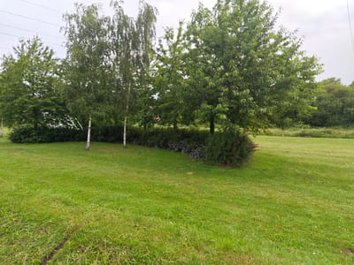 This image depicts a section of a grassy park area, likely a public space within the city of Newport, United Kingdom. The foreground consists of a well-maintained lawn with scattered small white and yellow wildflowers. In the middle ground, a line of lush green trees dominates the scene, with some appearing to be birch trees due to their distinctive white bark. A dense hedge runs along the base of the trees, featuring some darker, purplish foliage interspersed with green. The background reveals more dense greenery, suggesting further parkland or woodland, and a slightly overcast sky. There are no people or specific urban structures visible in the frame, indicating a natural or semi-natural outdoor environment. The overall impression is one of a tranquil, verdant setting.