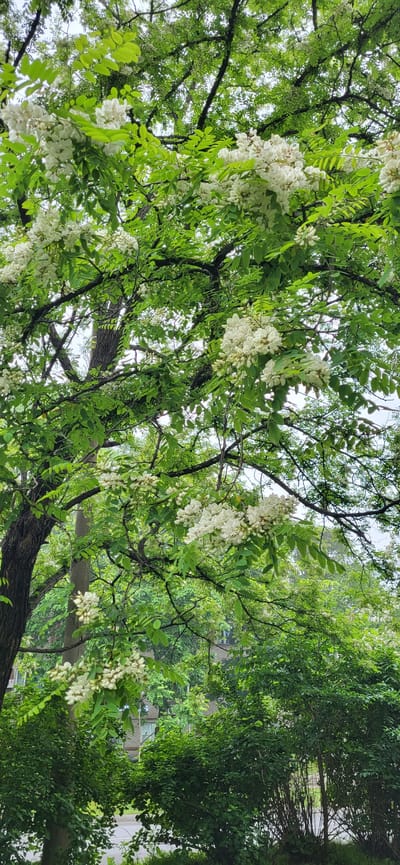 In Slavyanka, Russia, a view of a tree with white flowers and green leaves is presented. The tree dominates the foreground, with its branches and foliage filling most of the frame. Clusters of white flowers are visible on the branches, amidst the bright green leaves. In the background, hints of buildings and other greenery can be seen, suggesting an urban or suburban setting. The sky is overcast, contributing to the diffused lighting of the scene. There are no people or animals visible in the image. The overall atmosphere is calm and natural.