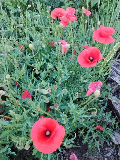 The image captures a close-up view of a patch of vibrant red poppies growing amongst lush green foliage. Several fully bloomed poppies with their characteristic delicate petals and dark centers are prominently featured. In addition to the open flowers, numerous buds in various stages of development, some tightly closed and others beginning to unfurl, are visible throughout the scene. The plants are characterized by their feathery green leaves and thin, hairy stems. The overall setting appears to be an outdoor natural environment, possibly a meadow or garden, with hints of dry grass and weathered wood on the right side of the frame suggesting a rustic or undeveloped location. The lighting suggests it could be late afternoon or early evening, with soft, natural light illuminating the scene. There is no visible text in the image. The focus is entirely on the natural beauty of the poppies and their surrounding vegetation, evoking a sense of natural tranquility. The location is identified as Mikhailovka, Russia.