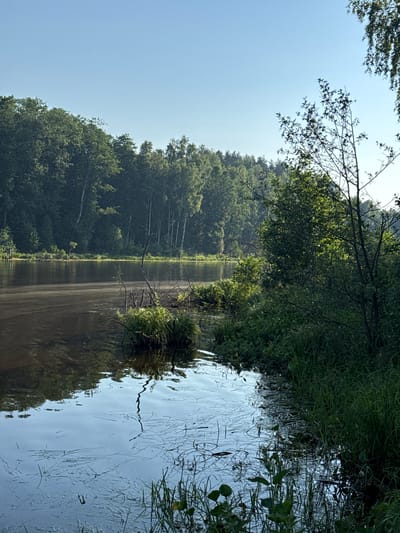 The image depicts a serene natural scene at a body of water, likely a lake or river, with dense green trees lining the far bank. The water's surface reflects the sky and surrounding foliage, with some debris and aquatic plants visible. In the foreground, tall green grass and bushes grow along the water's edge. The sky is clear and pale blue, indicating a bright, possibly morning or late afternoon, day. The overall impression is one of a tranquil, undeveloped natural environment. It is impossible to ascertain the specific location within Avdot’ino, Russia, from the visual information provided. There are no people or specific actions visible in the scene.